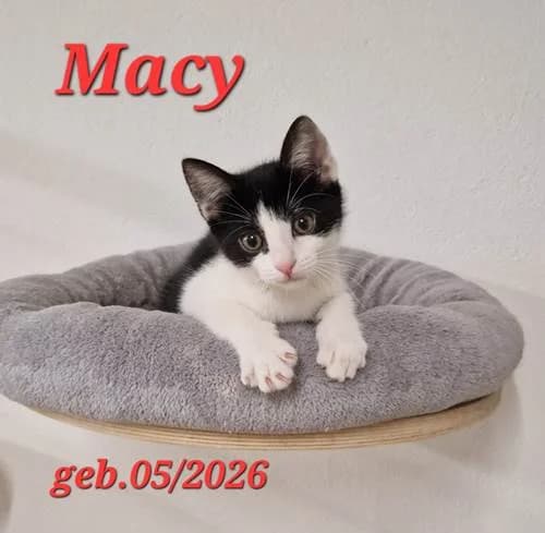 Macy, Mixed Breed for adoption at Tierschutzverein Feuchtwangen, Feuchtwangen