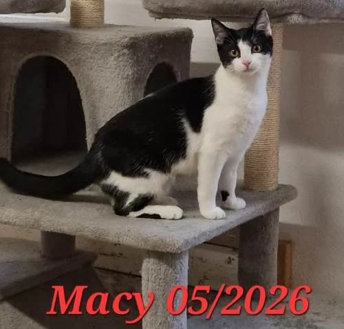 Macy, Mixed Breed for adoption at Tierschutzverein Feuchtwangen, Feuchtwangen