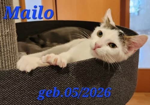 Mailo, Mixed Breed for adoption at Tierschutzverein Feuchtwangen, Feuchtwangen