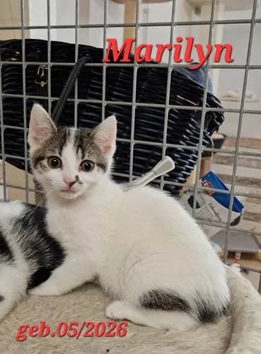 Marilyn, Mixed Breed for adoption at Tierschutzverein Feuchtwangen, Feuchtwangen