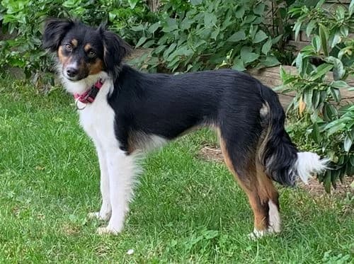 Milly, female Mixed Breed for adoption at Tierschutzverein Feuchtwangen, Feuchtwangen