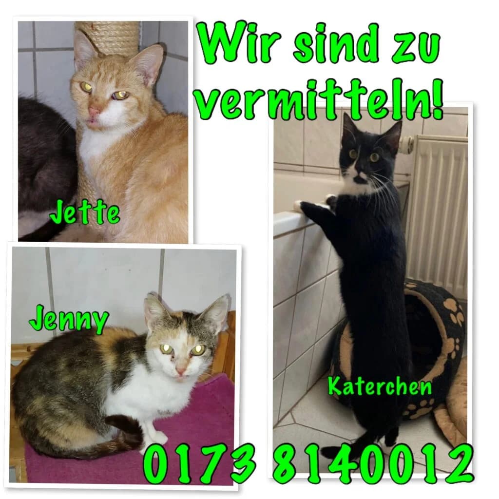Zur Vermittlung, 3yo Mixed Breed for adoption at Tierschutzverein Frankenberg, Frankenberg/Sachsen