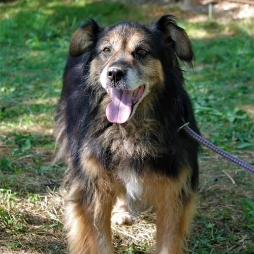 Bobi, male Mixed Breed for adoption at Tierschutzverein Franz von Assisi e.V.
