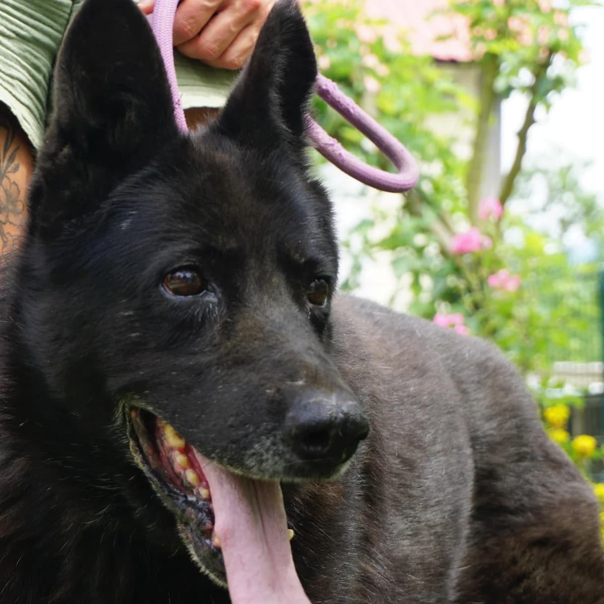 Aya, female senior Mixed Breed for adoption at Tierschutzverein Franz von Assisi e.V.
