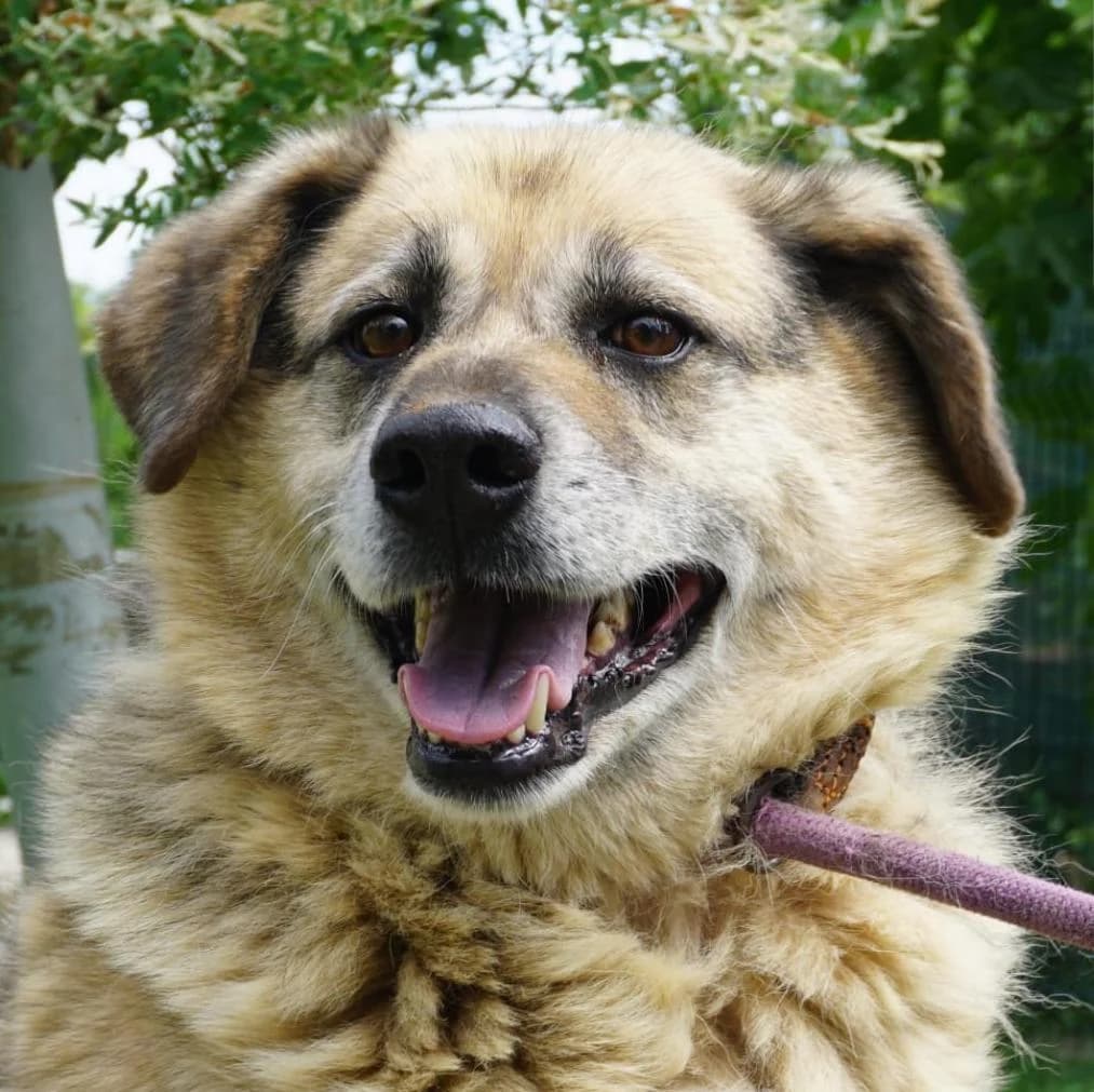 Berto, male 7yo Mixed Breed for adoption at Tierschutzverein Franz von Assisi e.V.