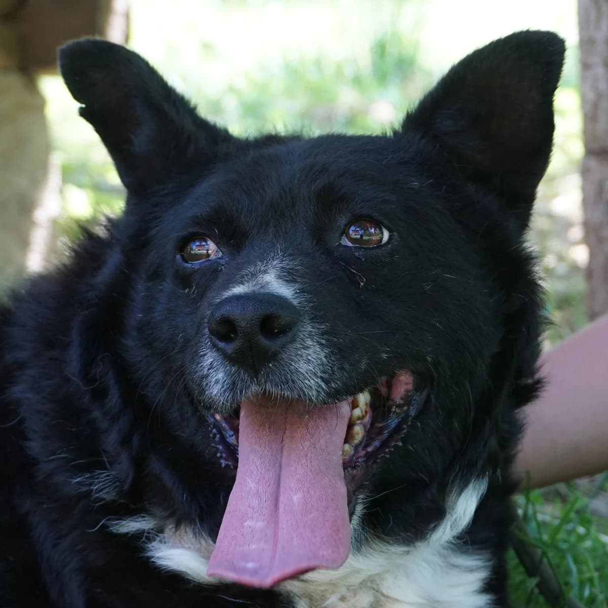 Gino, schwarz male senior Mixed Breed for adoption at Tierschutzverein Franz von Assisi e.V.