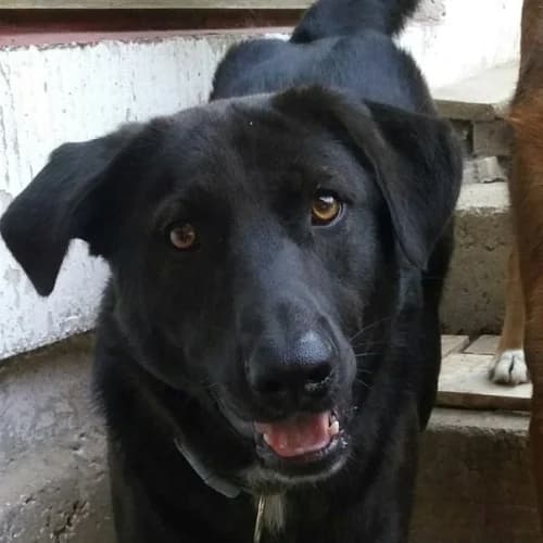 Besonderer Marc Spitz, male puppy Mixed Breed for adoption at Tierschutzverein Franz von Assisi e.V.