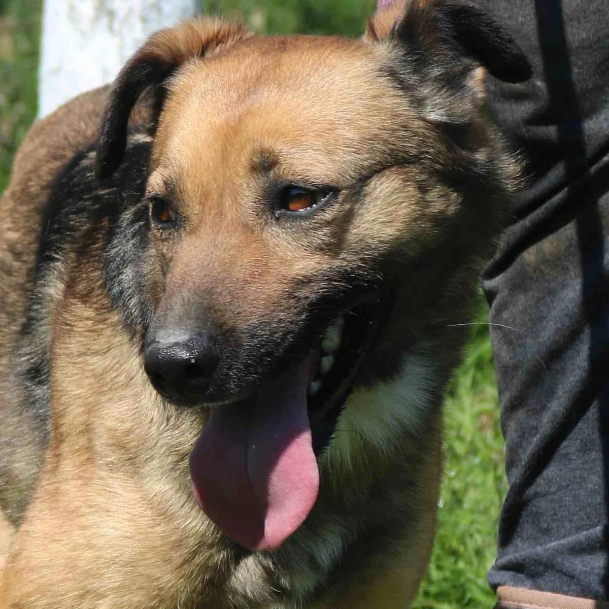 Masa, female 6yo Mixed Breed for adoption at Tierschutzverein Franz von Assisi e.V.