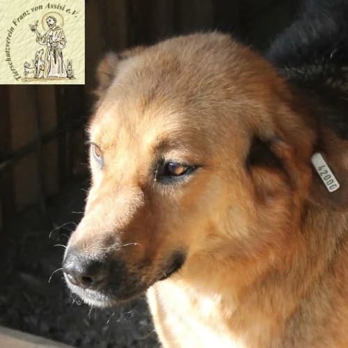 Meda, die Zarte, beige female Mixed Breed for adoption at Tierschutzverein Franz von Assisi e.V.