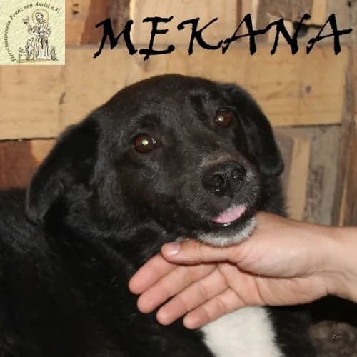 Mekana, die tapfere Dame, female Mixed Breed for adoption at Tierschutzverein Franz von Assisi e.V.