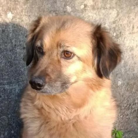 Sally, female Mixed Breed for adoption at Tierschutzverein Franz von Assisi e.V.