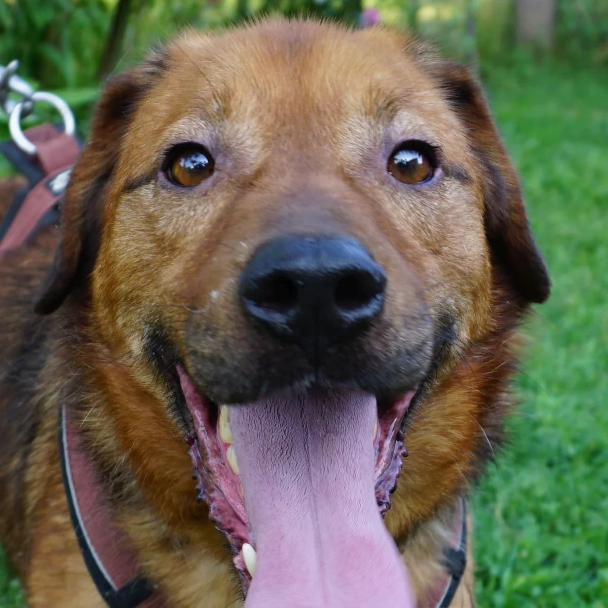 Vini, male senior Mixed Breed for adoption at Tierschutzverein Franz von Assisi e.V.