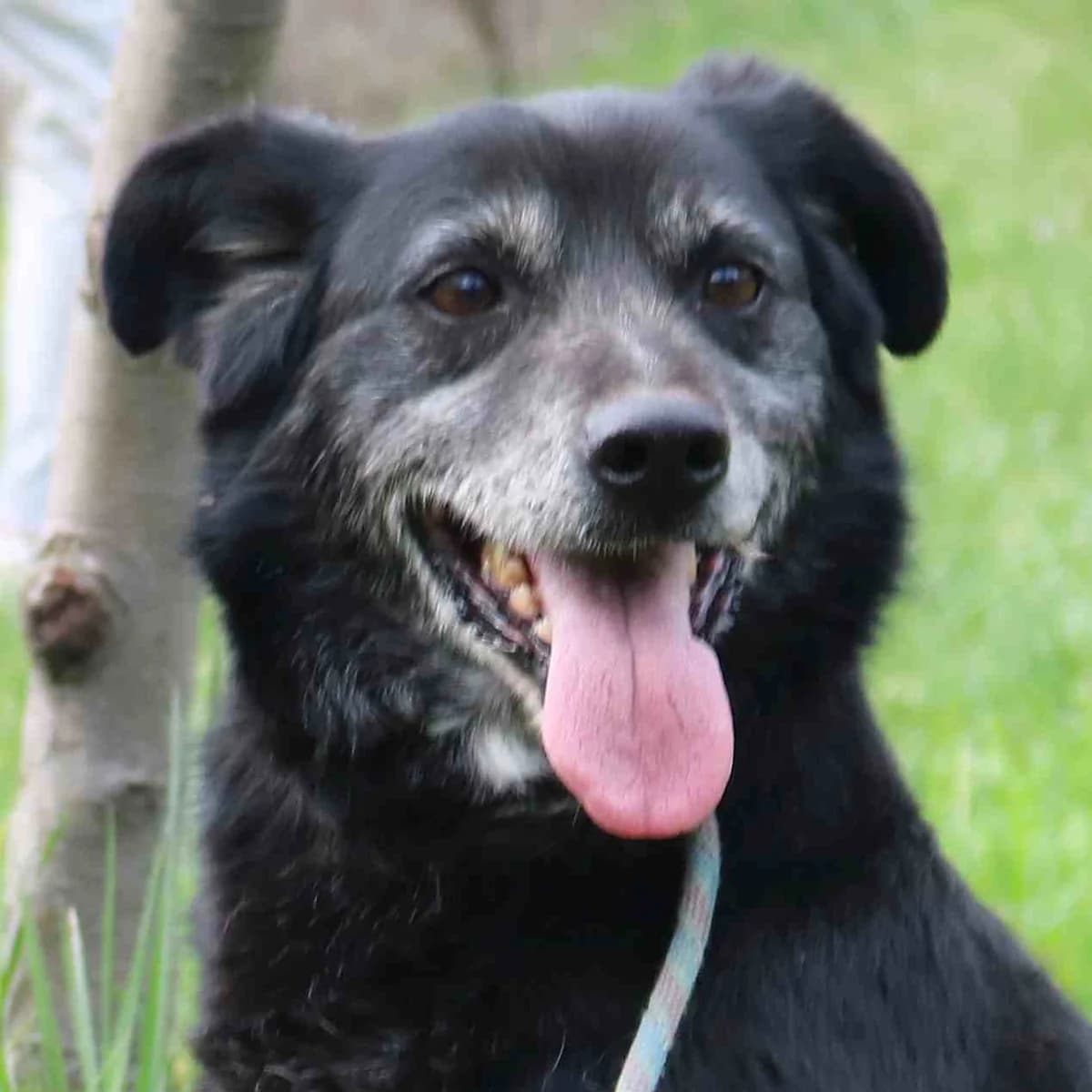 Blacky sucht entspanntes Zuhause, female senior Mixed Breed for adoption at Tierschutzverein Franz von Assisi e.V.
