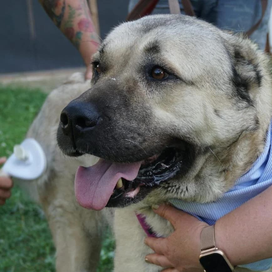 Bertha, female senior Mixed Breed for adoption at Tierschutzverein Franz von Assisi e.V.