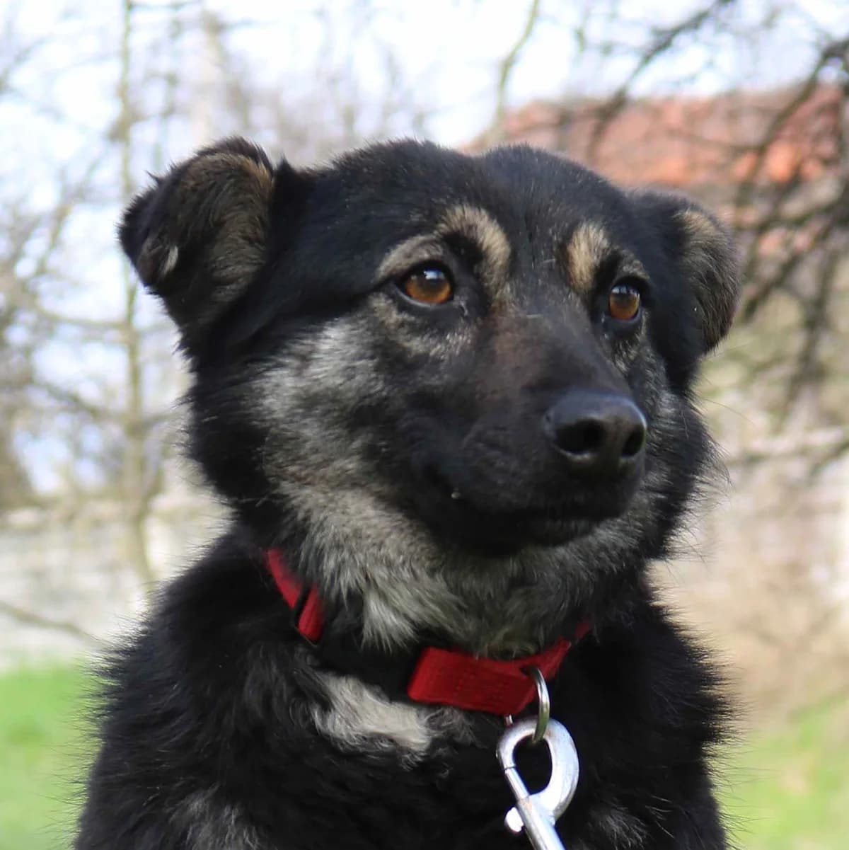 Hermida, female 7yo Mixed Breed for adoption at Tierschutzverein Franz von Assisi e.V.