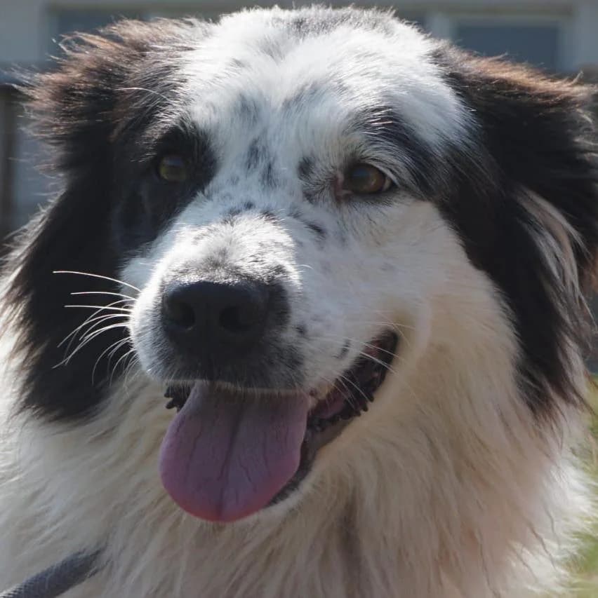 Bolg, male 4yo Mixed Breed for adoption at Tierschutzverein Franz von Assisi e.V.