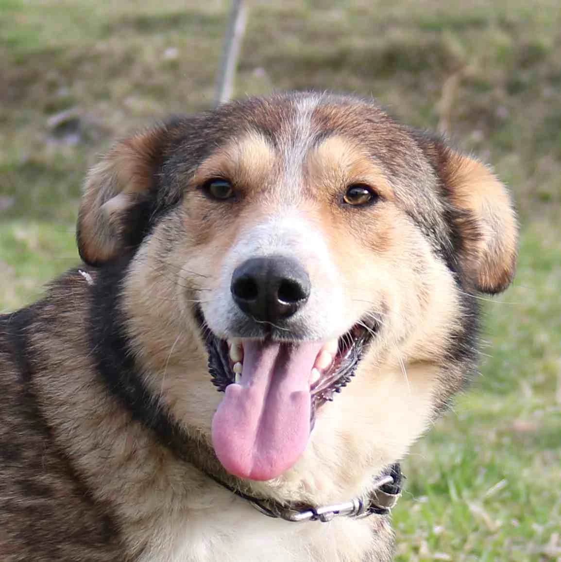 Blümchen, female 5yo Mixed Breed for adoption at Tierschutzverein Franz von Assisi e.V.