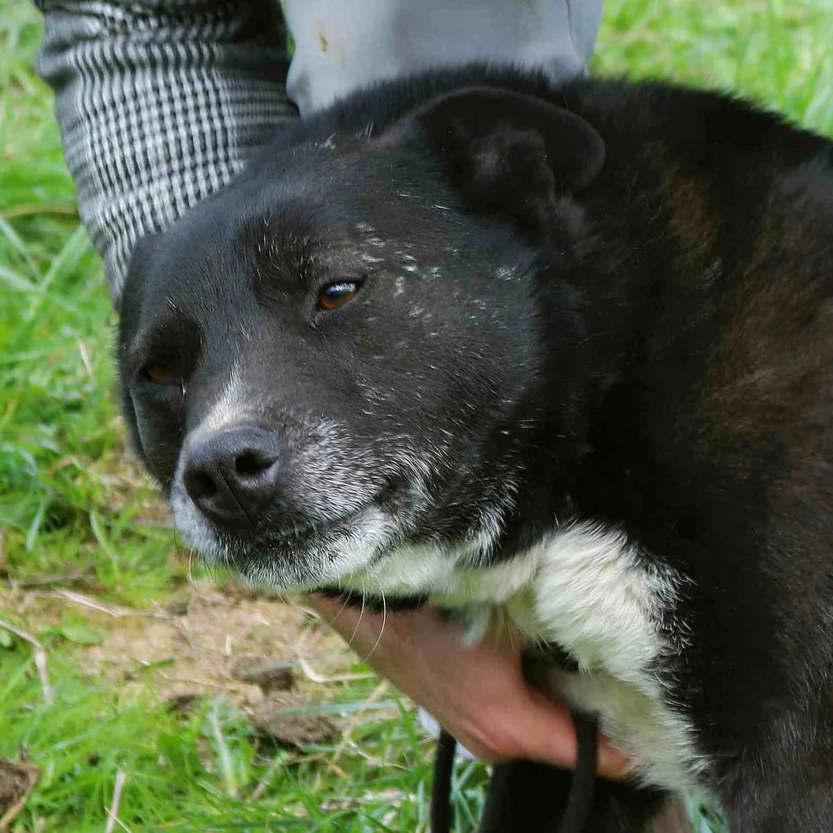 Spike, weiß male senior Mixed Breed for adoption at Tierschutzverein Franz von Assisi e.V.
