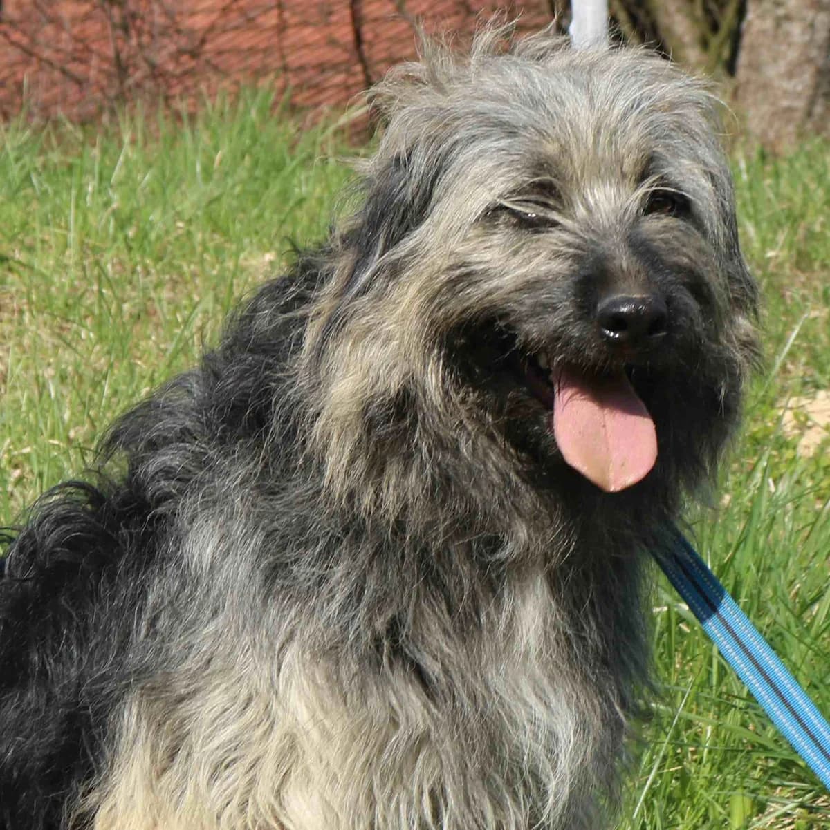 Kaya, female 4yo Mixed Breed for adoption at Tierschutzverein Franz von Assisi e.V.