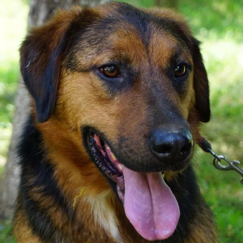 Oskar, male 3yo Mixed Breed for adoption at Tierschutzverein Franz von Assisi e.V.