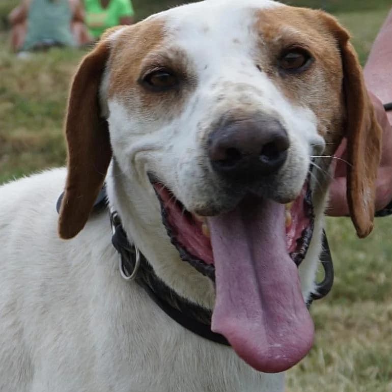 Bounce, male 5yo Mixed Breed for adoption at Tierschutzverein Franz von Assisi e.V.
