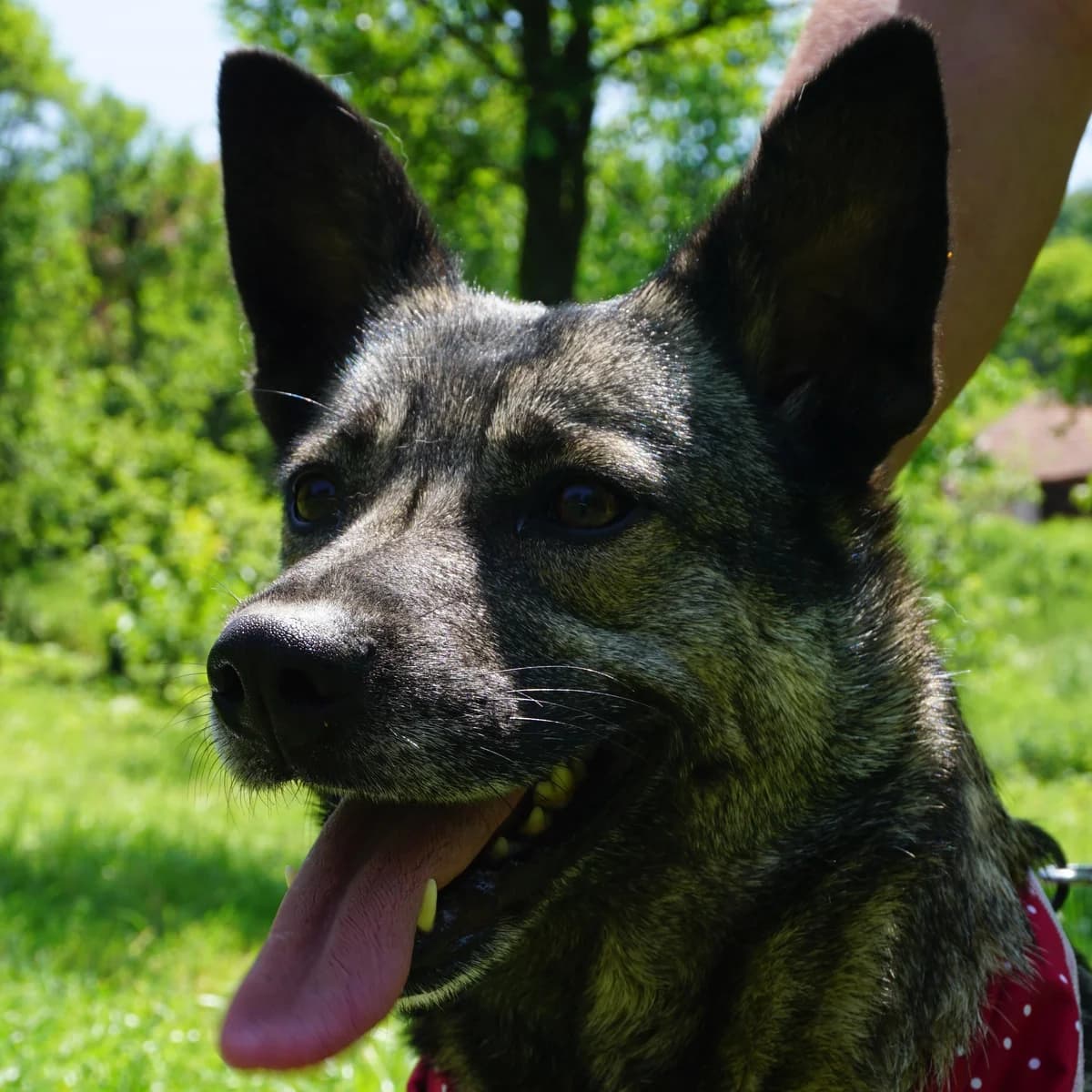 Chalesee, female 4yo Mixed Breed for adoption at Tierschutzverein Franz von Assisi e.V.
