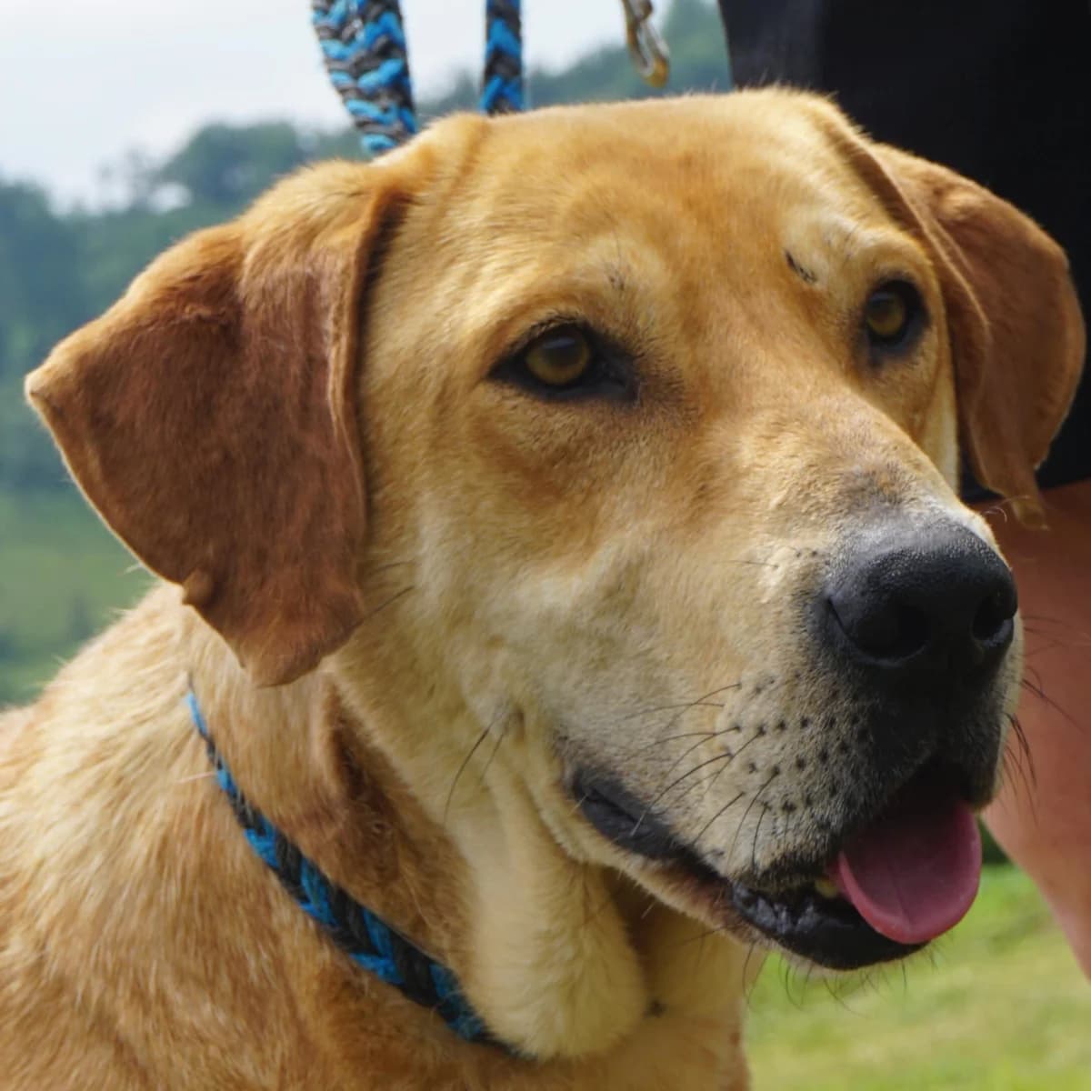 Henry, hellbraun male 6yo Mixed Breed for adoption at Tierschutzverein Franz von Assisi e.V.