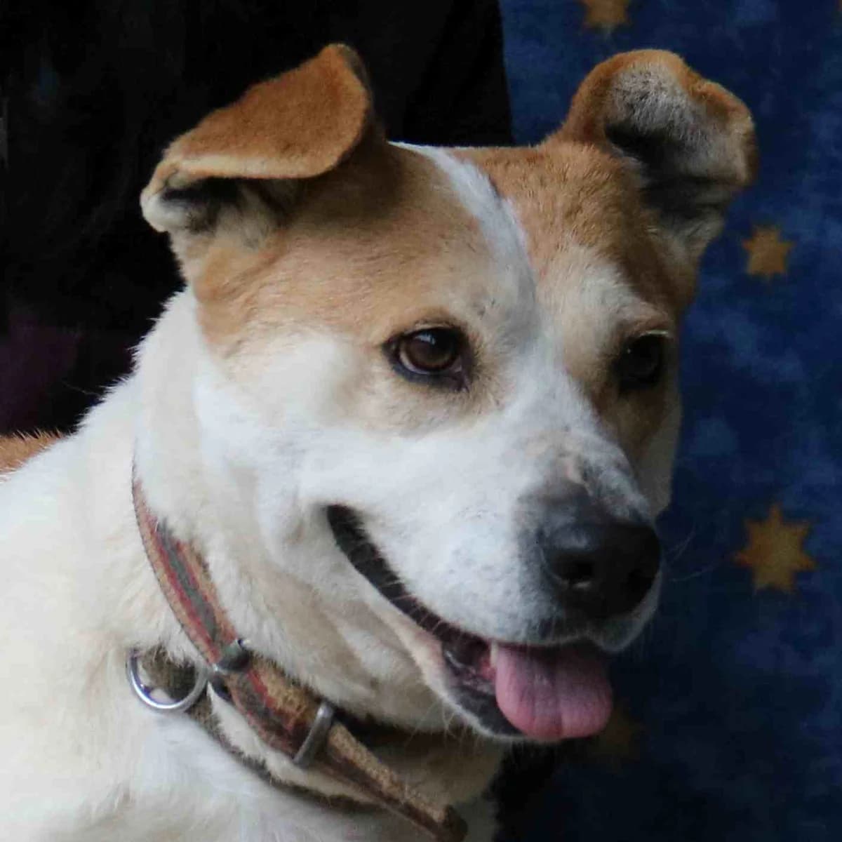 Unternehmungslustige Dona liebt Menschen, senior Mixed Breed for adoption at Tierschutzverein Franz von Assisi e.V.