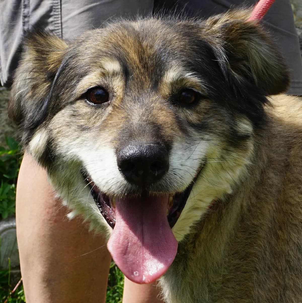 Ema, female senior Mixed Breed for adoption at Tierschutzverein Franz von Assisi e.V.