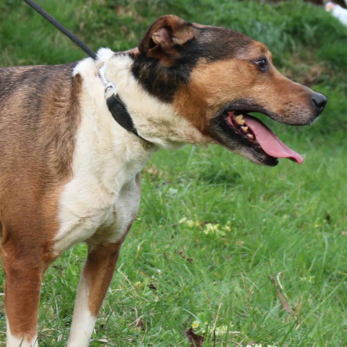 Kenny, male senior Mixed Breed for adoption at Tierschutzverein Franz von Assisi e.V.