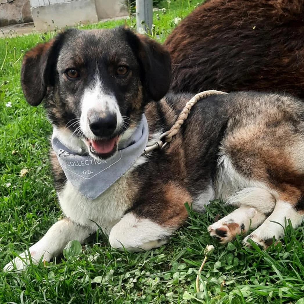 Iris, female young Mixed Breed for adoption at Tierschutzverein Franz von Assisi e.V.