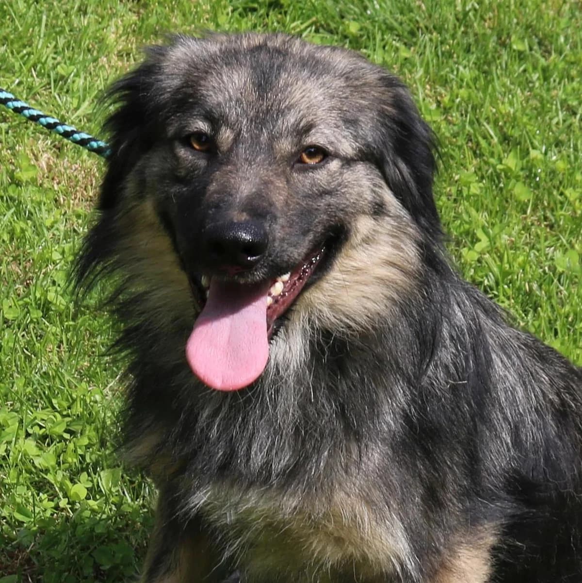 Cassie, hübsche, kleine Überlebenskünstlerin, female 3yo Mixed Breed for adoption at Tierschutzverein Franz von Assisi e.V.