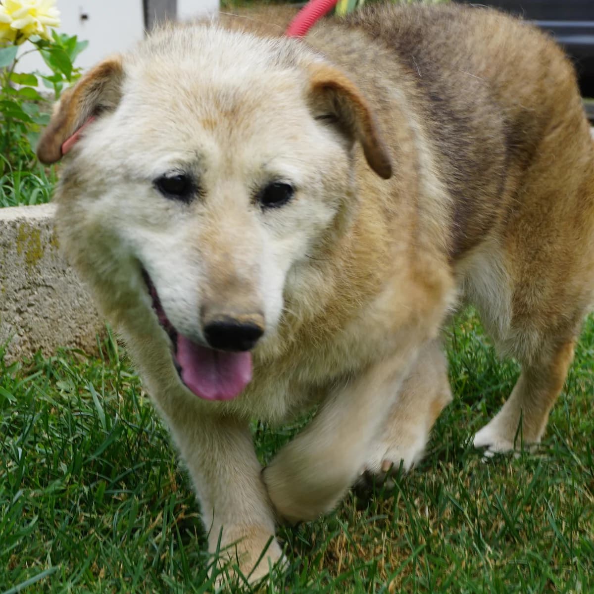 Oma Bella sucht Zuwendung und ein warmes Plätzchen, female senior Mixed Breed for adoption at Tierschutzverein Franz von Assisi e.V.