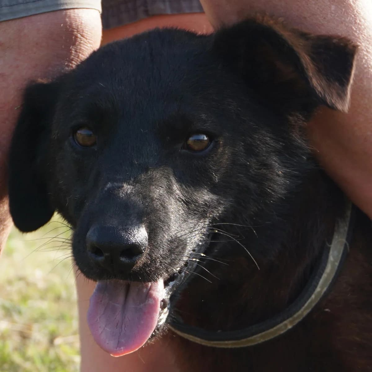 Fluffy, male 3yo Mixed Breed for adoption at Tierschutzverein Franz von Assisi e.V.