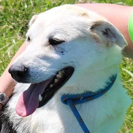 Kiki, male 6yo Mixed Breed for adoption at Tierschutzverein Franz von Assisi e.V.