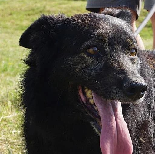 Atila, female senior Mixed Breed for adoption at Tierschutzverein Franz von Assisi e.V.