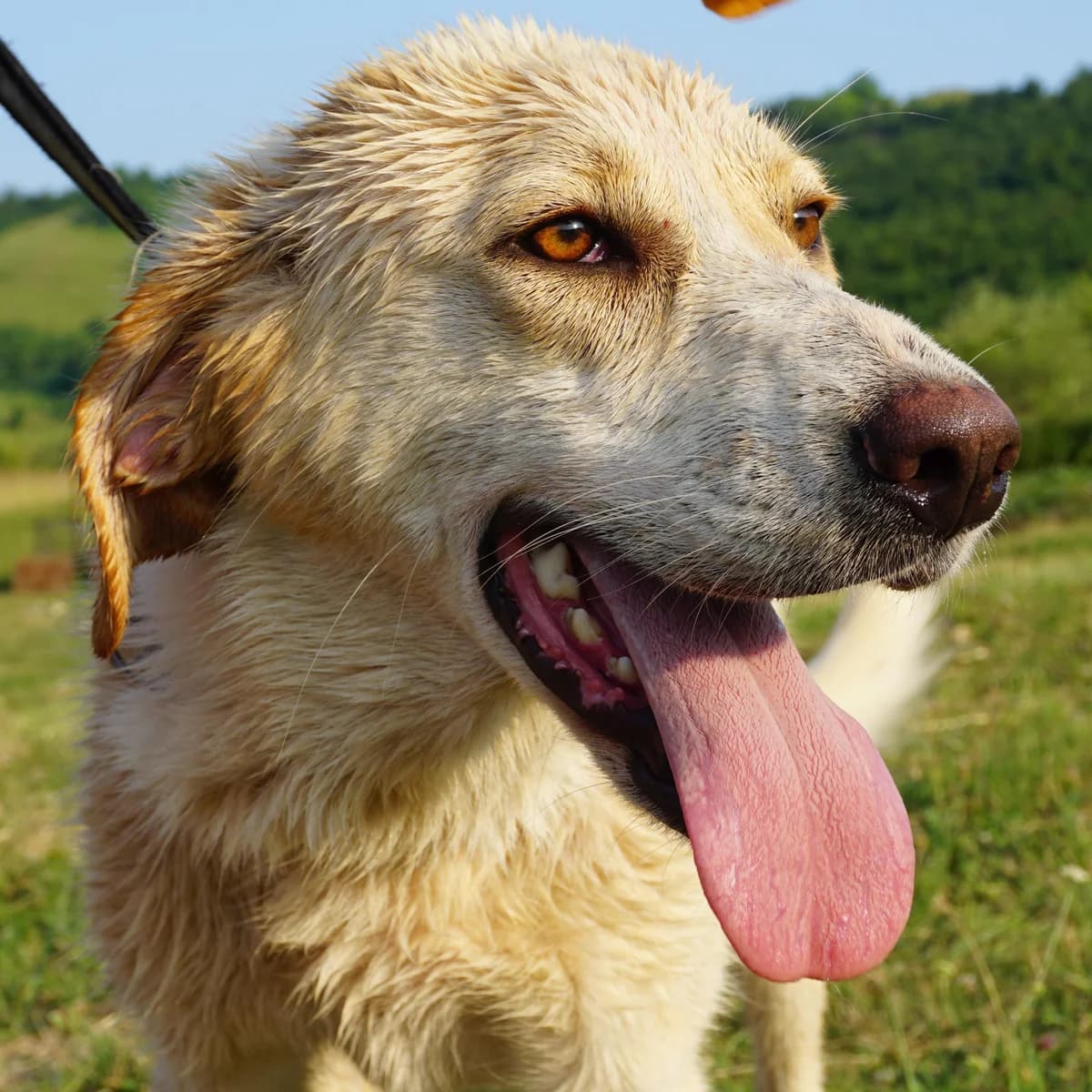 Flokica, sand female young Mixed Breed for adoption at Tierschutzverein Franz von Assisi e.V.