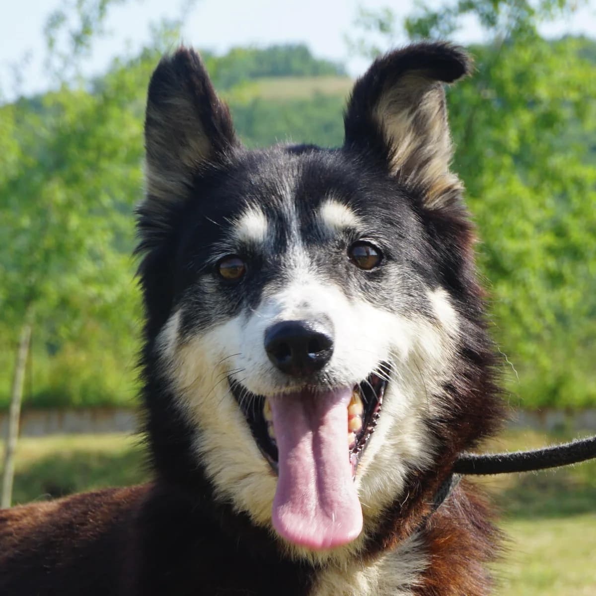 Tea, female senior Mixed Breed for adoption at Tierschutzverein Franz von Assisi e.V.
