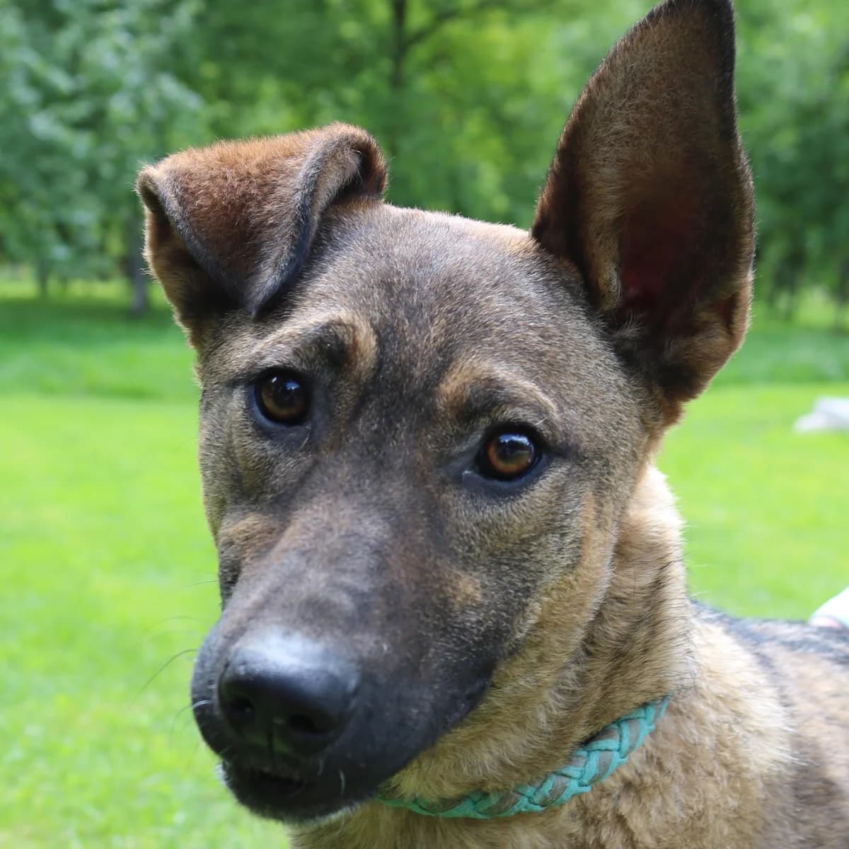 Shiba, female young Mixed Breed for adoption at Tierschutzverein Franz von Assisi e.V.