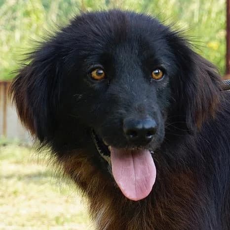 Rocko, braun male 3yo Mixed Breed for adoption at Tierschutzverein Franz von Assisi e.V.