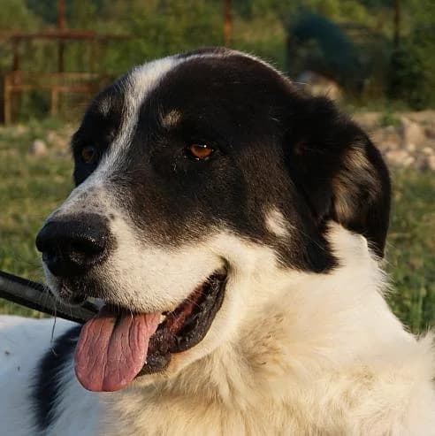 Promise, weiß female 5yo Mixed Breed for adoption at Tierschutzverein Franz von Assisi e.V.