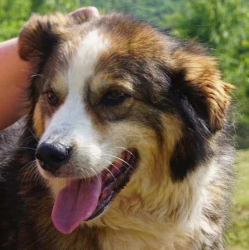 Tea, weiß male senior Mixed Breed for adoption at Tierschutzverein Franz von Assisi e.V.