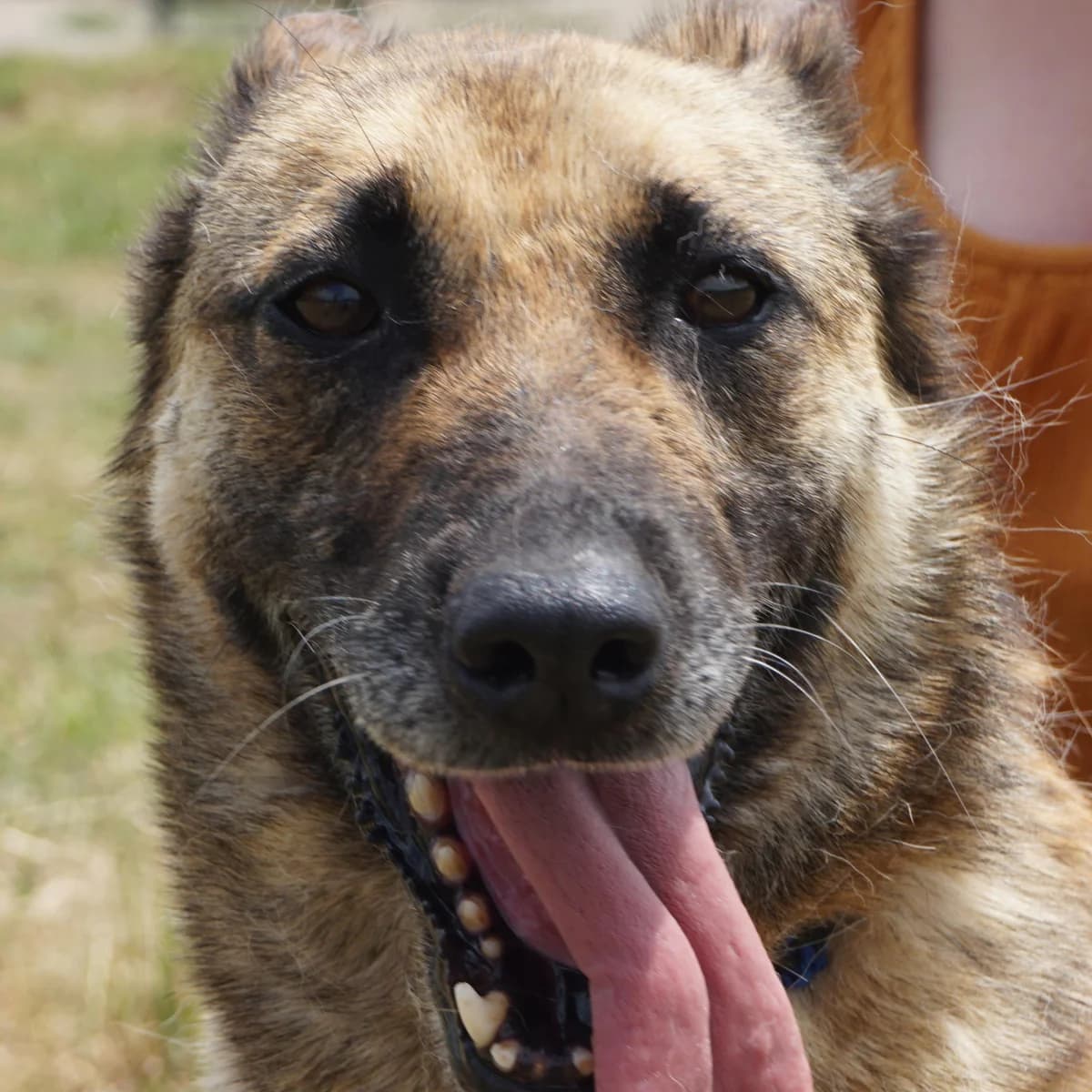 Zoe, female 7yo Mixed Breed for adoption at Tierschutzverein Franz von Assisi e.V.