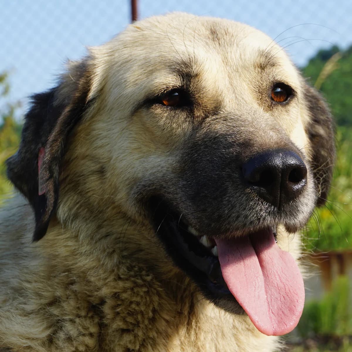 Munira, female 3yo Mixed Breed for adoption at Tierschutzverein Franz von Assisi e.V.