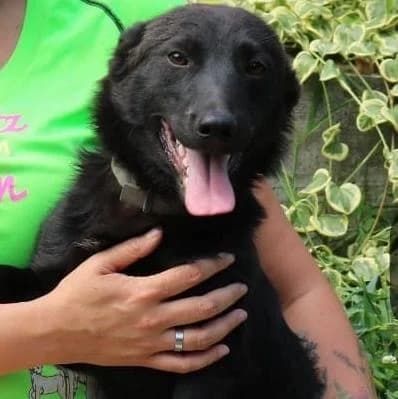 Jimmy, male young Mixed Breed for adoption at Tierschutzverein Franz von Assisi e.V.