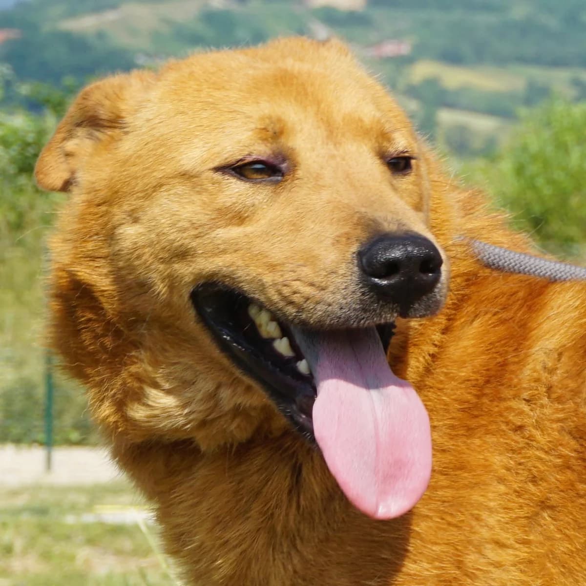 Belko, male 7yo Mixed Breed for adoption at Tierschutzverein Franz von Assisi e.V.