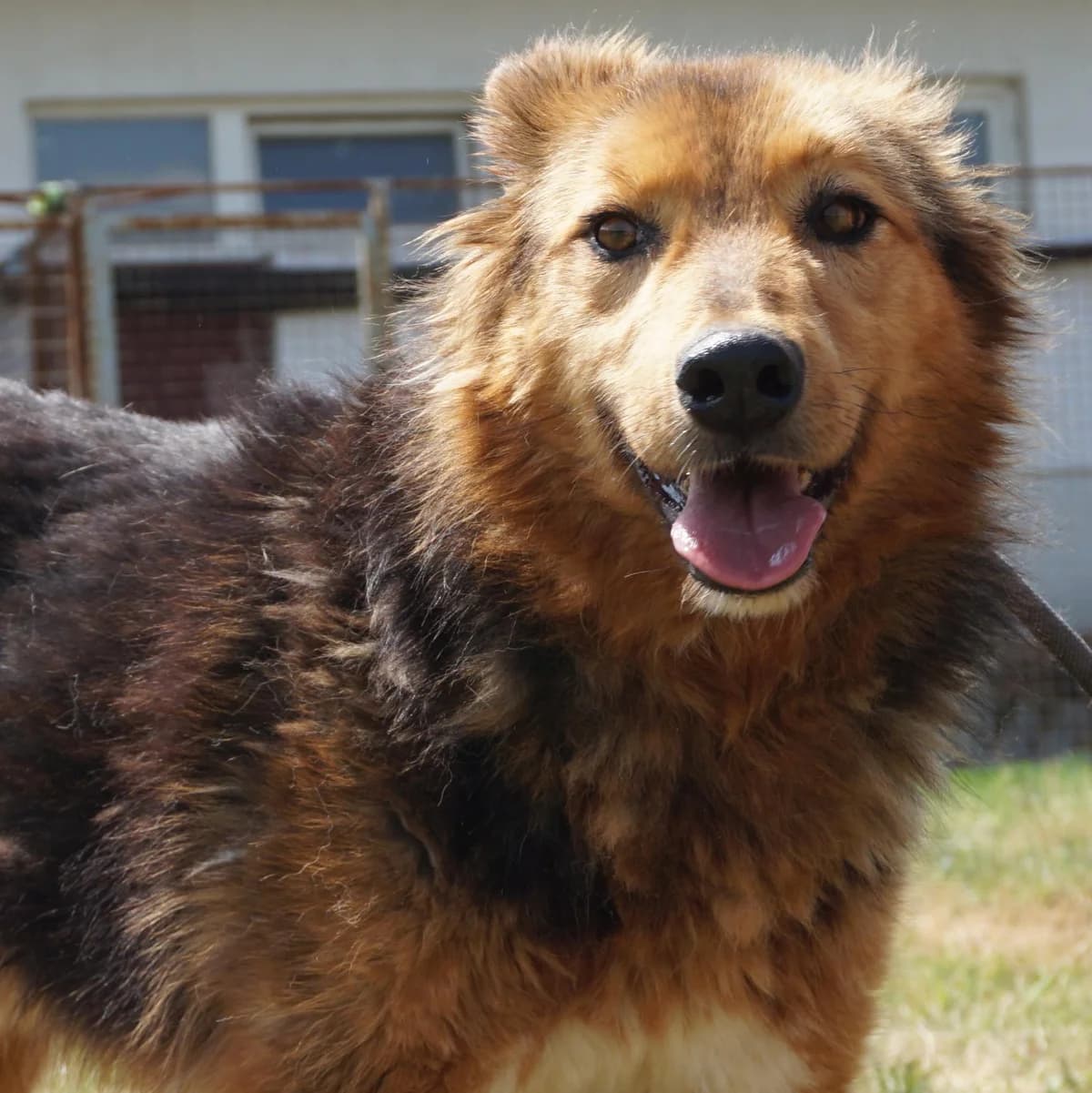 Rex, weiß male 7yo Mixed Breed for adoption at Tierschutzverein Franz von Assisi e.V.