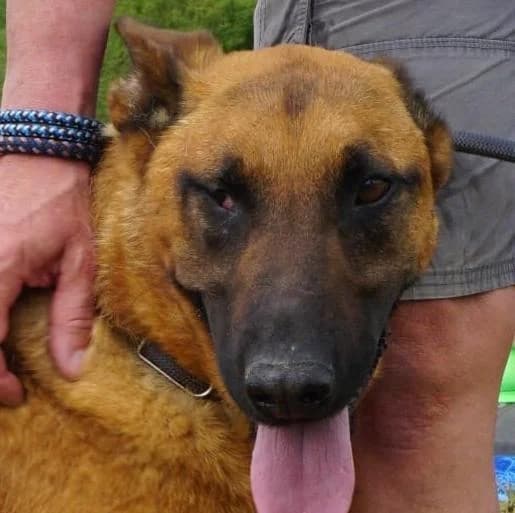 Aris, male 3yo Mixed Breed for adoption at Tierschutzverein Franz von Assisi e.V.