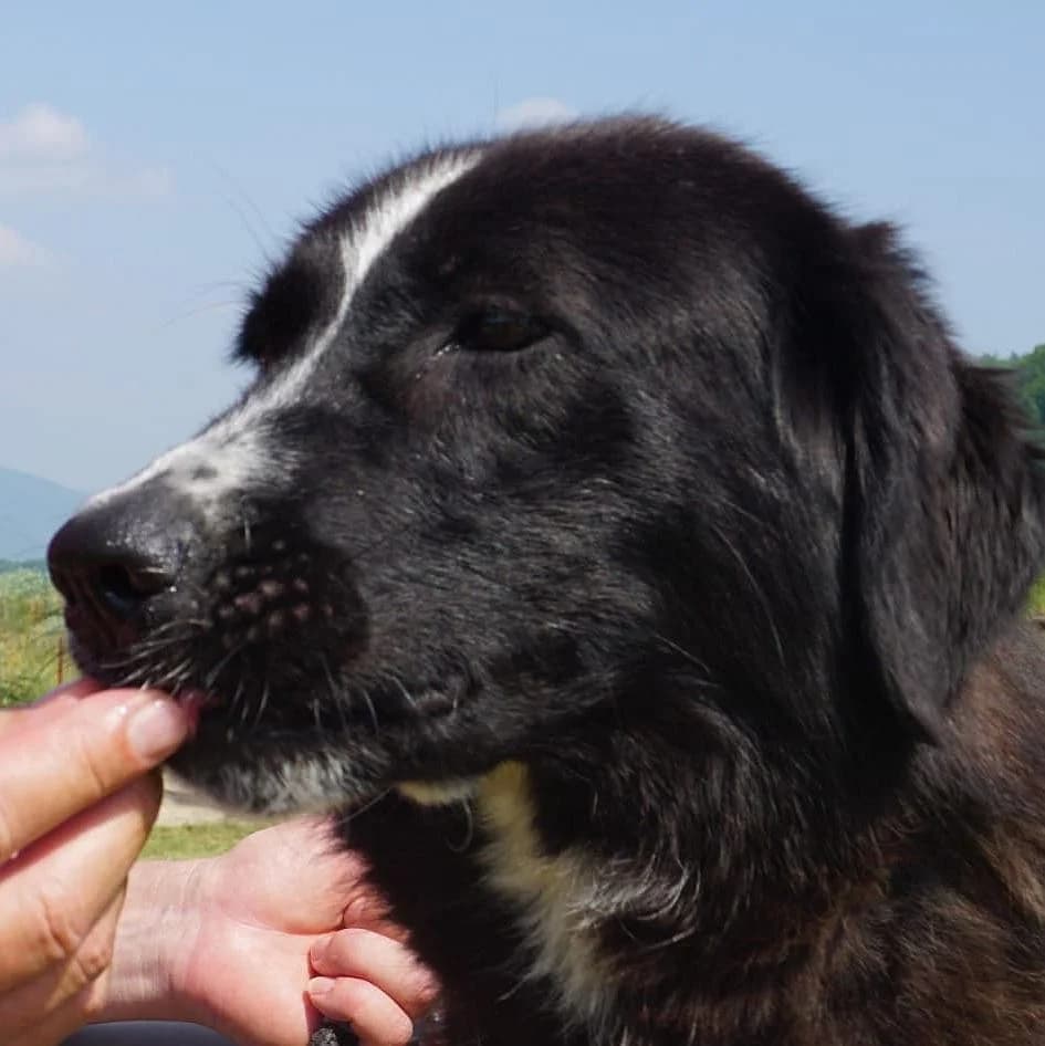 Cici, weiß female 4yo Mixed Breed for adoption at Tierschutzverein Franz von Assisi e.V.