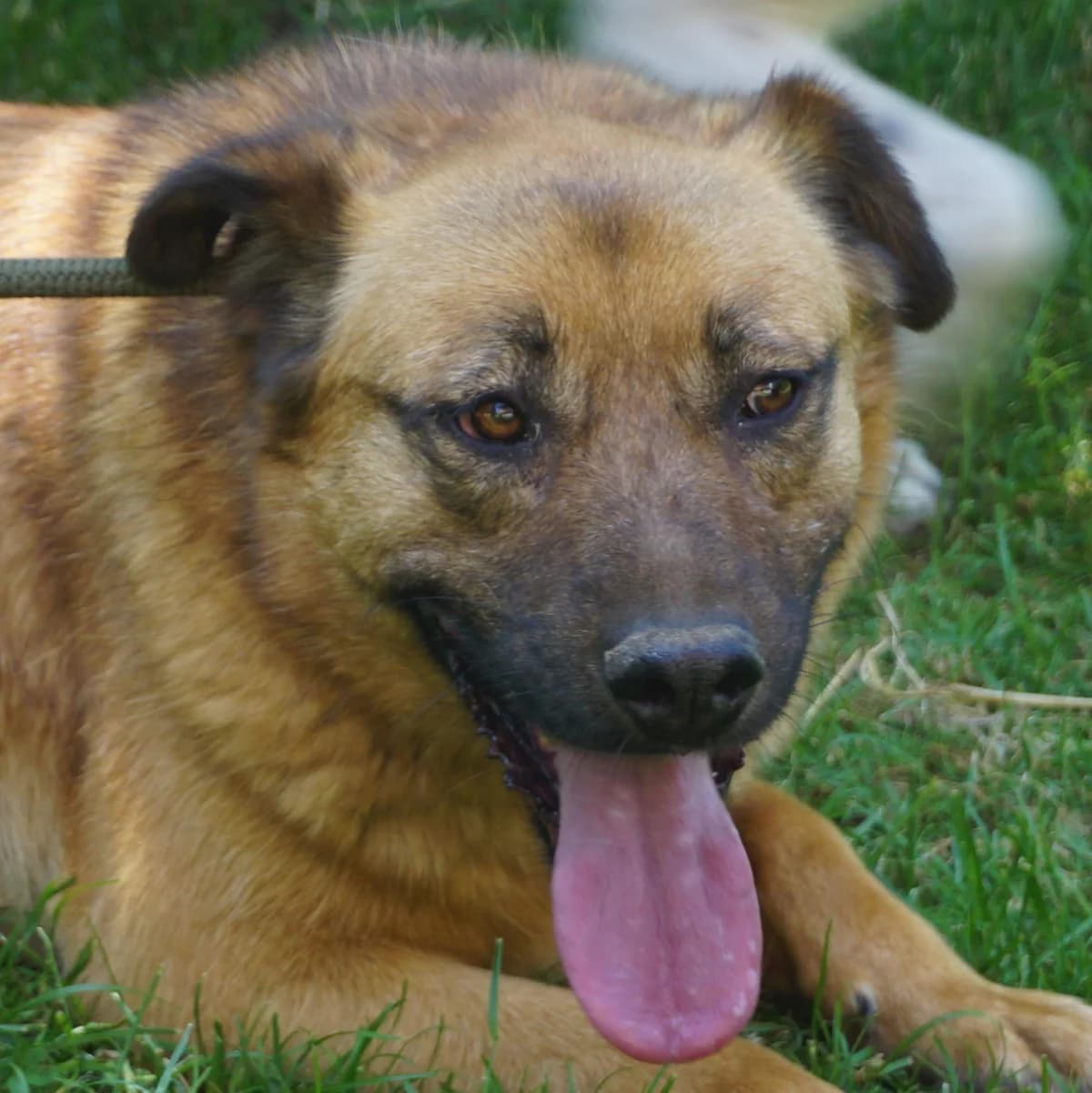 Lisa, female 5yo Mixed Breed for adoption at Tierschutzverein Franz von Assisi e.V.
